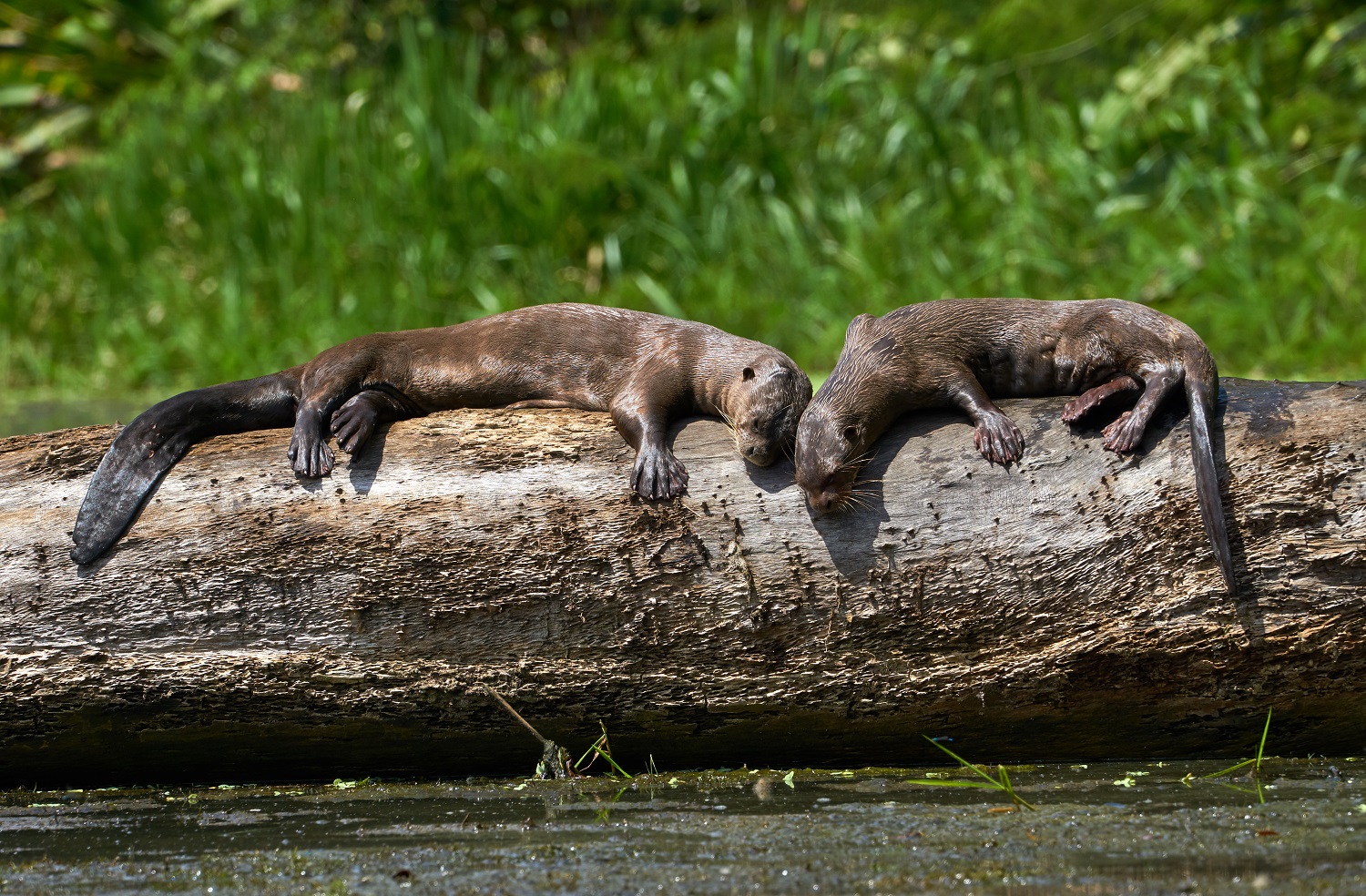 Boy Or Girl The Challenge Of Sexing Giant Otters San Diego Zoo 